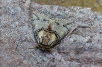 Drymonia velitaris