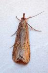 Euchromius ocellea