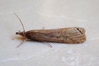 Euchromius ocellea