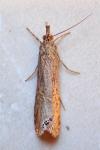 Euchromius ocellea