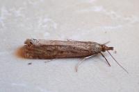 Euchromius ocellea