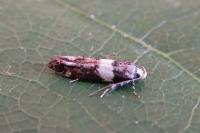 Recurvaria leucatella