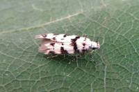 Pseudotelphusa scalella