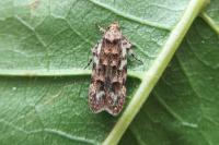 Psoricoptera gibbosella