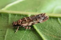 Psoricoptera gibbosella