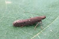 Neofaculta ericetella