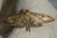 Anania lancealis