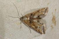 Cataclysta lemnata
