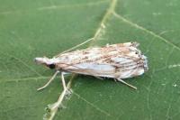 Catoptria falsella