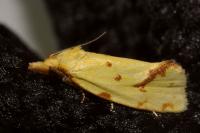 Agapeta hamana