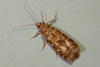 Dioryctria sylvestrella