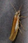 Ypsolopha parenthesella