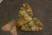 Hydriomena furcata