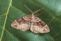 Xanthorhoe spadicearia