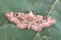 Eupithecia pulchellata