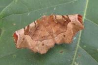 Selenia tetralunaria