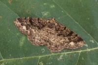 Parectropis similaria