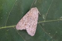 Acronicta aceris