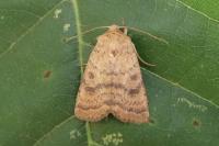 Hoplodrina octogenaria