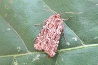 Lycophotia porphyrea