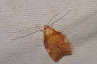 Carcina quercana