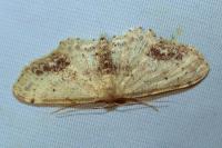 Idaea dimidiata