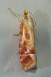 Rhyacionia buoliana