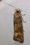 Clavigesta sylvestrana
