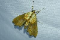 Agrotera nemoralis