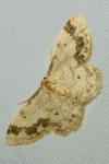 Idaea trigeminata