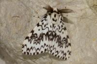 Lymantria monacha