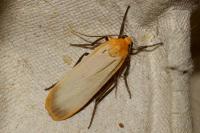 Katha depressa