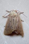 Mythimna sicula