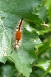 Orgyia recens