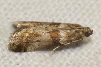 Acrobasis consociella
