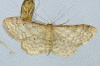 Idaea fuscovenosa