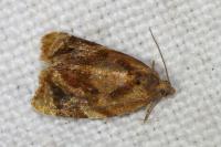 Ditula angustiorana