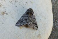Thaumetopoea pityocampa