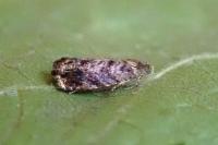 Grapholita janthinana