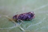 Grapholita janthinana