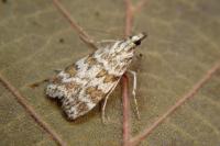 Scoparia ingratella/pyralella