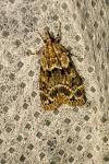 Eudonia mercurella