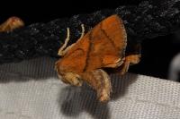 Apoda limacodes