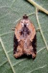 Acleris