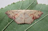 Cyclophora punctaria