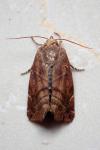 Cosmia affinis
