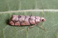 Pseudococcyx tessulatana