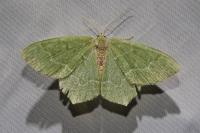 Hemithea aestivaria