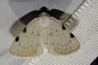 Lomographa bimaculata