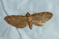 Eupithecia tenuiata